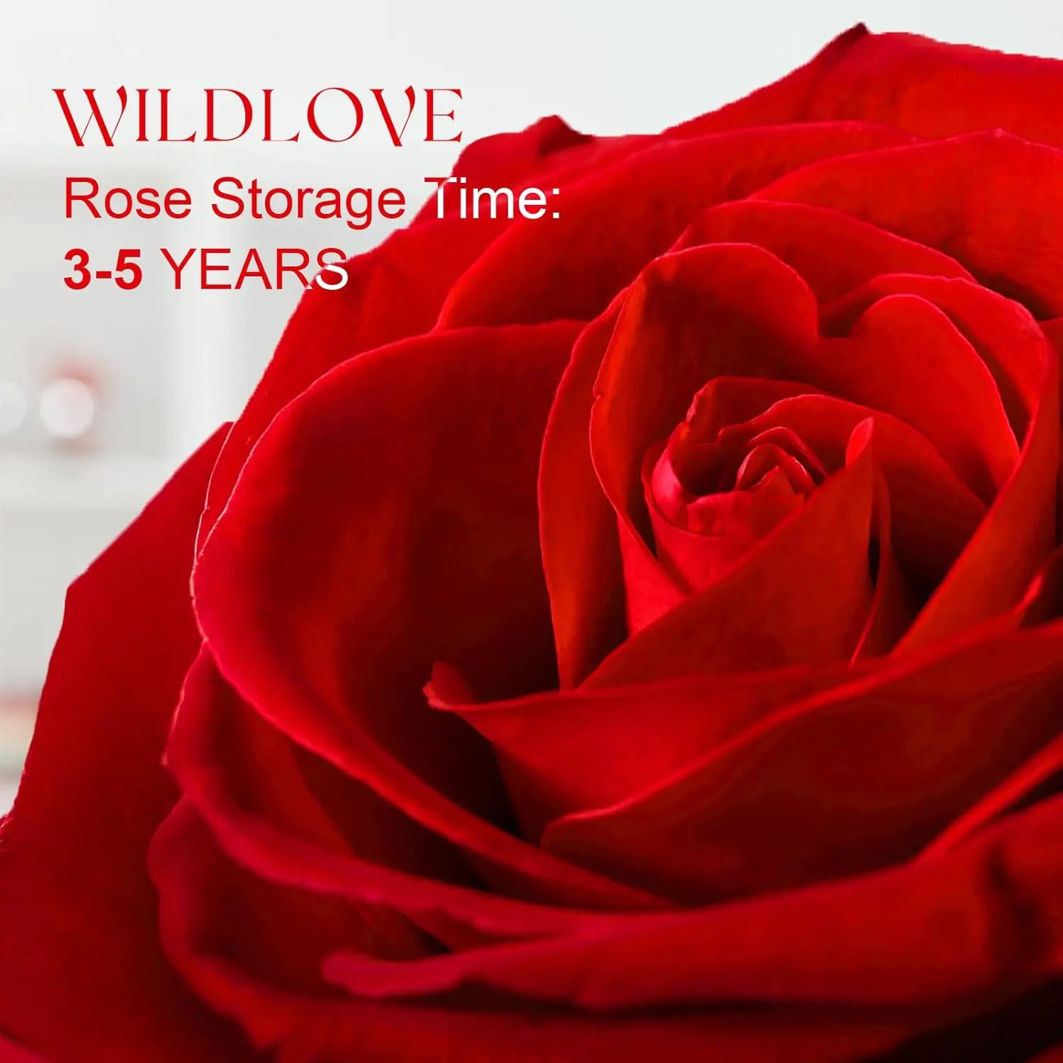 EVERLOVE Eternal Rose and Pendant Set